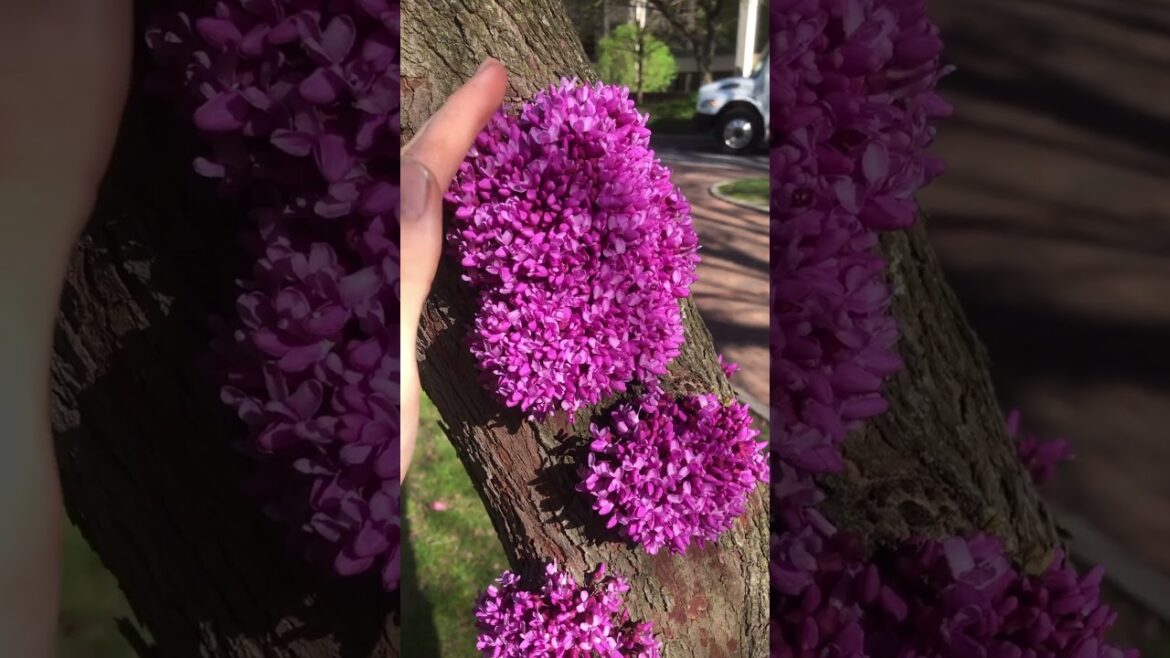 Have you ever seen a tree flower on its trunk?!