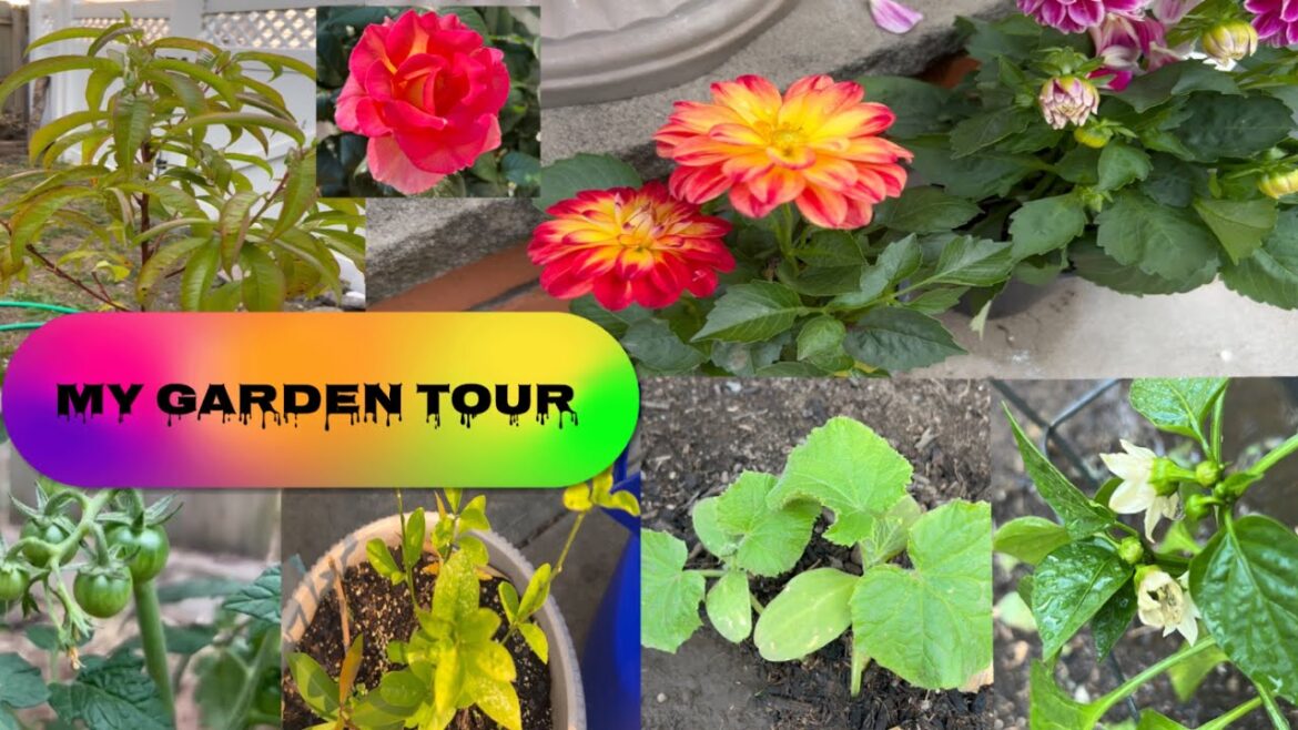OUR BACKYARD GARDEN TOUR 2023🪴| My Garden Tour 🌺| Spending the day in garden by@AlishbaVlogsUSA