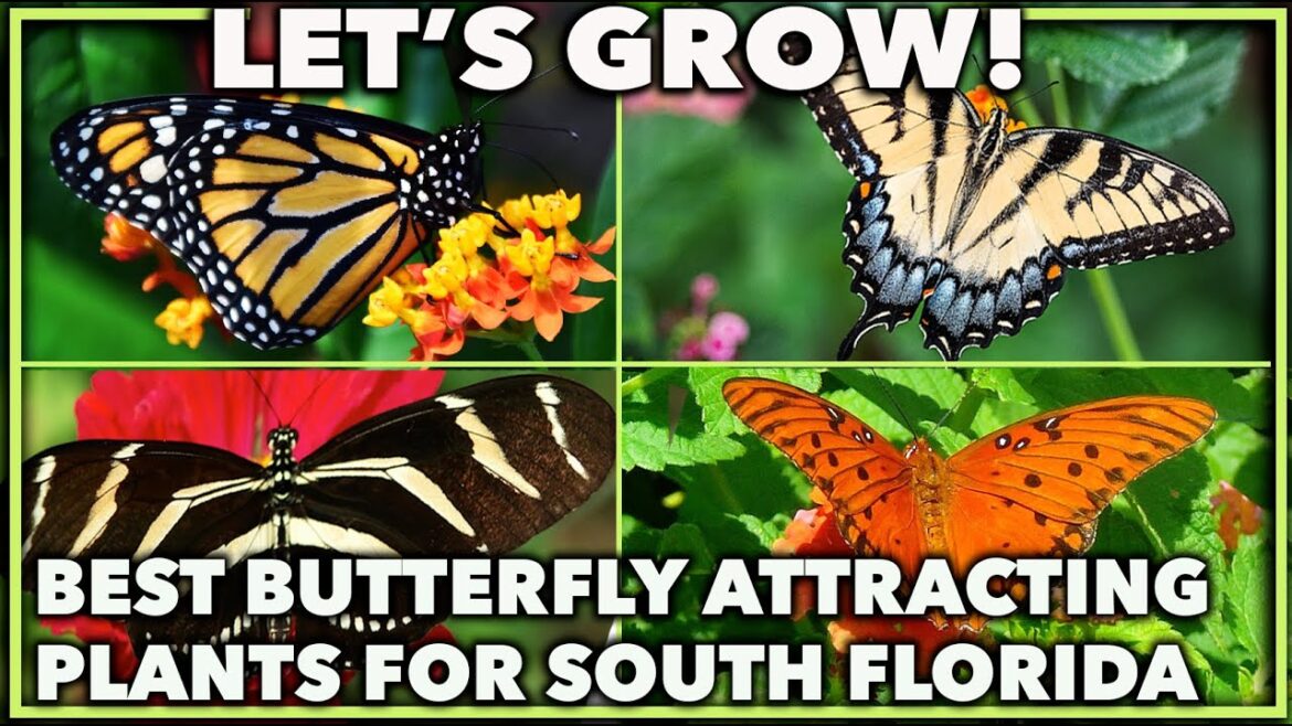TOP BUTTERFLY ATTRACTING PLANTS FOR A SOUTH FLORIDA GARDEN