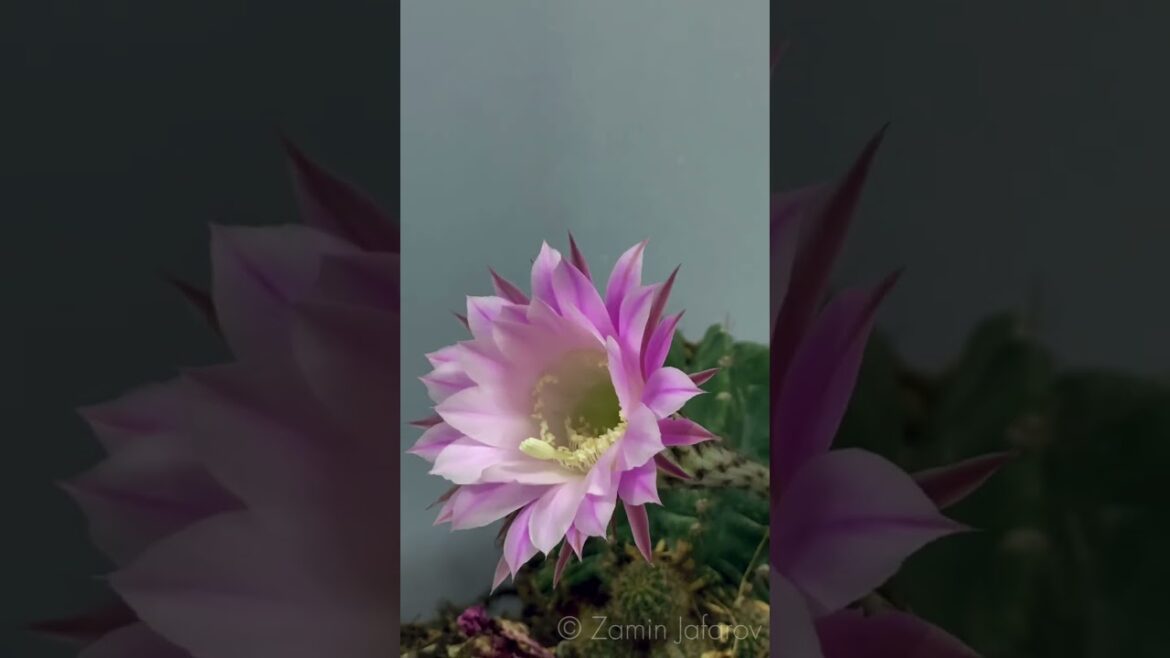 Cactus blooming #shorts #shortsvideo #shortsvideo #shortvideos #flowers #flower #garden #gardening