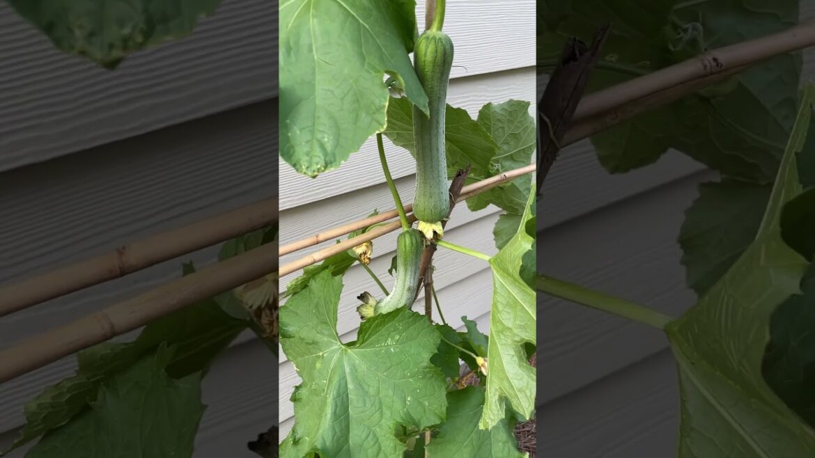 #spongegourd #loofah #gardenvlog #vegetablegardening #growingfood #garden #containergarden #veggies