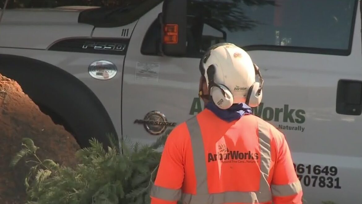 North Bay resident worried about reported PG&E plans to reduce tree-trimming efforts