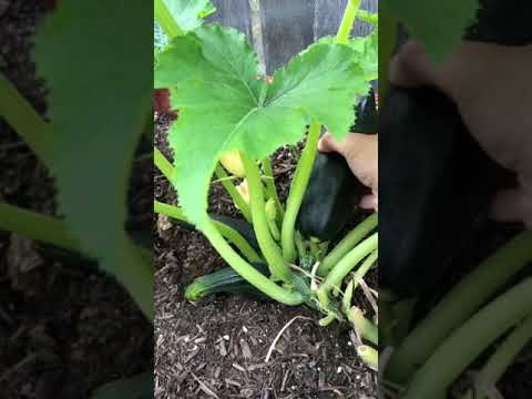 This is your year don’t be afraid -Garden Tips๐
๐#shorts #gardeningtips #garden #shortsvideo This is your year don't be afraid -Garden Tips๐
๐#shorts #gardeningtips #garden #shortsvideo