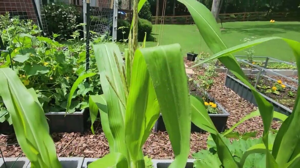 Backyard Georgia Garden / Creating a Suburban homestead Backyard Georgia Garden / Creating a Suburban homestead