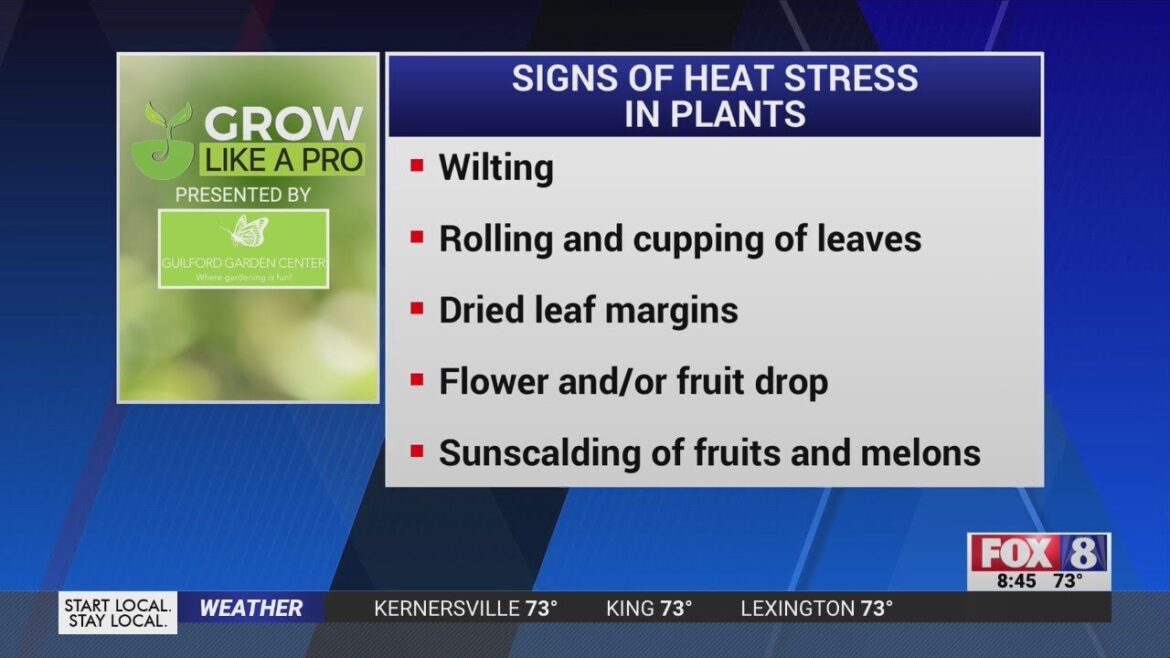 How to spot heat stress in your garden How to spot heat stress in your garden