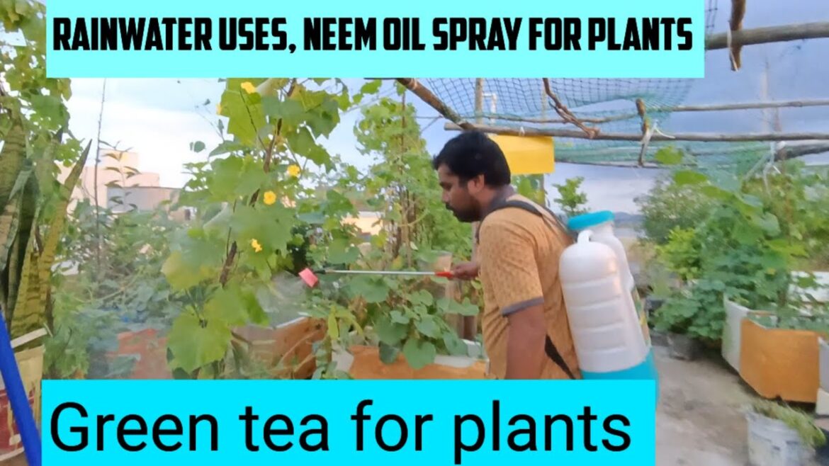 Neem oil spray for plants, rainwater uses , green tea for plants #gardening #terracegarden #garden