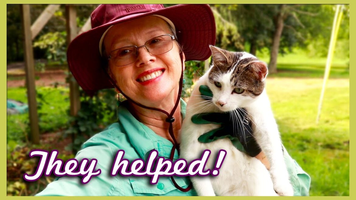 Kaye Kittrell: GARDEN CLEANUP with CATS (and some thoughts on growing asparagus and okra) GARDEN CLEANUP with CATS (and some thoughts on growing asparagus and okra)