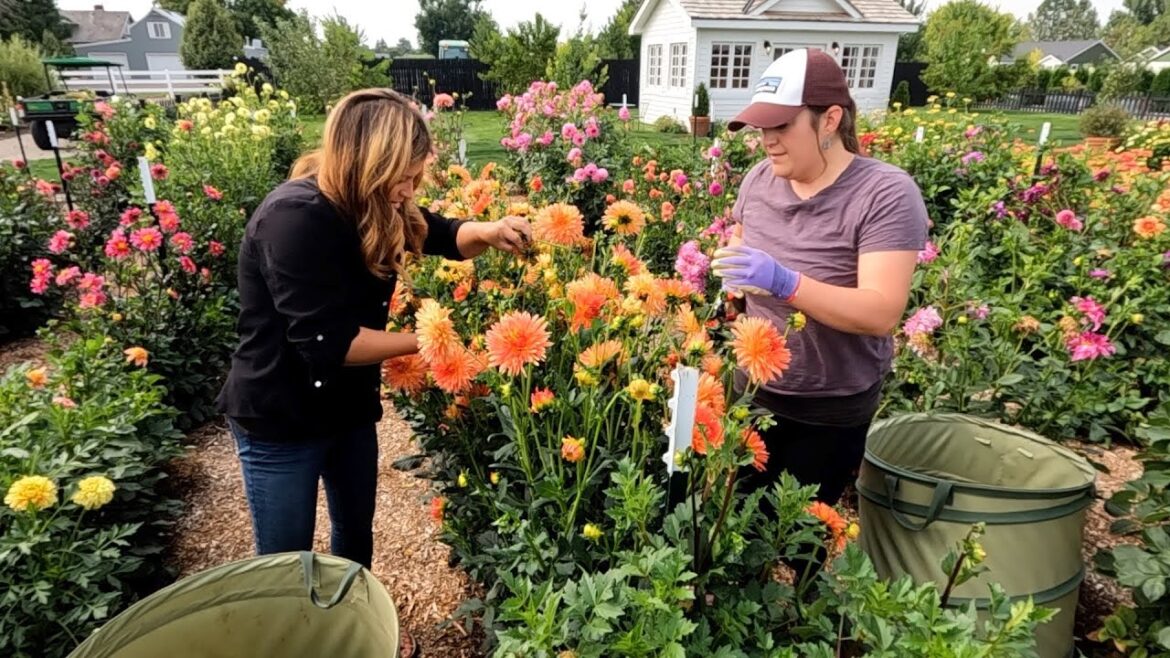 Garden Answer: Cut Flower Garden Work Day with Monica! 🌸✂️🥰 // Garden Answer Cut Flower Garden Work Day with Monica! 🌸✂️🥰 // Garden Answer