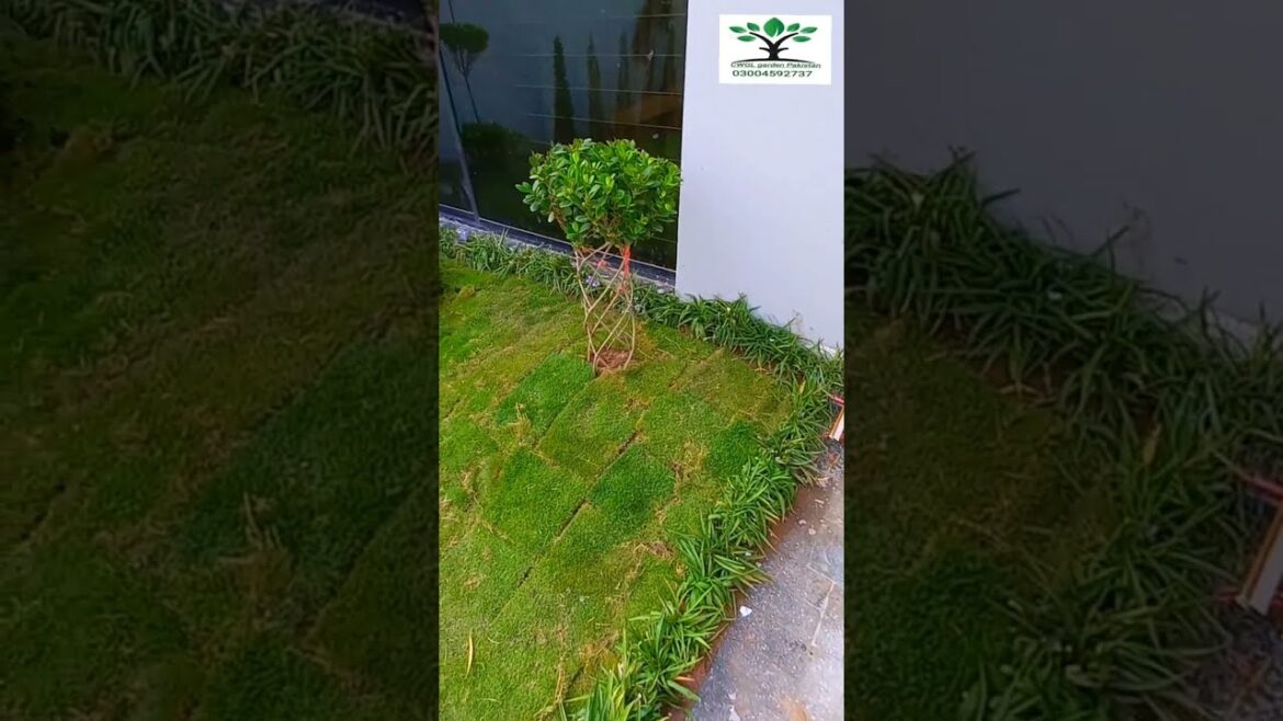 Beautiful Simple inside Landscaping and Unique Plants Designing Creative garden Ideas Pakistan Beautiful Simple inside Landscaping and Unique Plants Designing Creative garden Ideas Pakistan