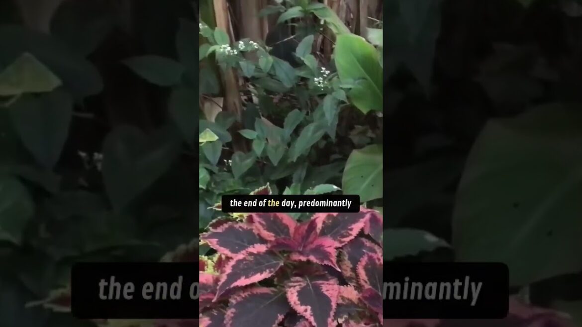 Use COLOURS as PUNCTUATION John Seaman on Exotic Garden Design #shorts Use COLOURS as PUNCTUATION John Seaman on Exotic Garden Design #shorts