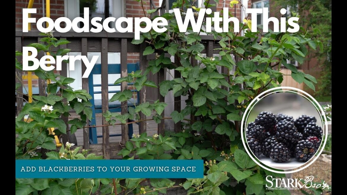Blackberry Bushes in Your Landscape
