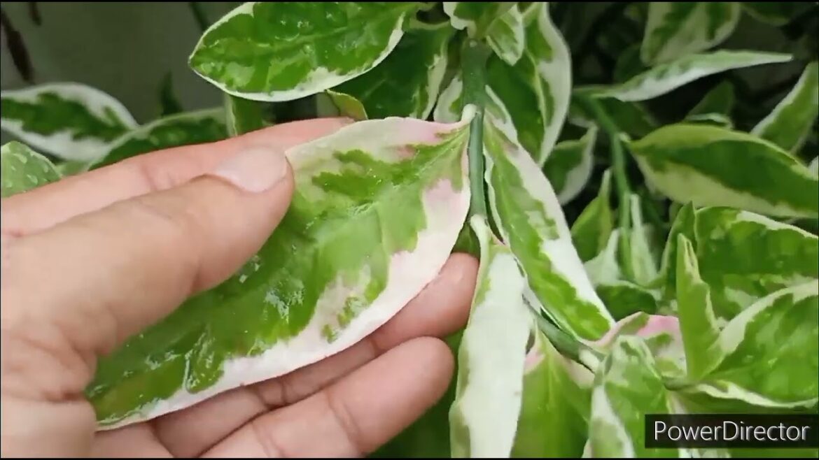 10 Beautiful Indoor Perennial Plants buy now