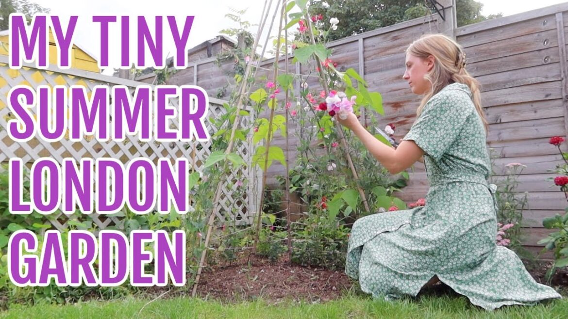 MY TINY SUMMER LONDON GARDEN / GARDENING FOR BEGINNERS MY TINY SUMMER LONDON GARDEN / GARDENING FOR BEGINNERS