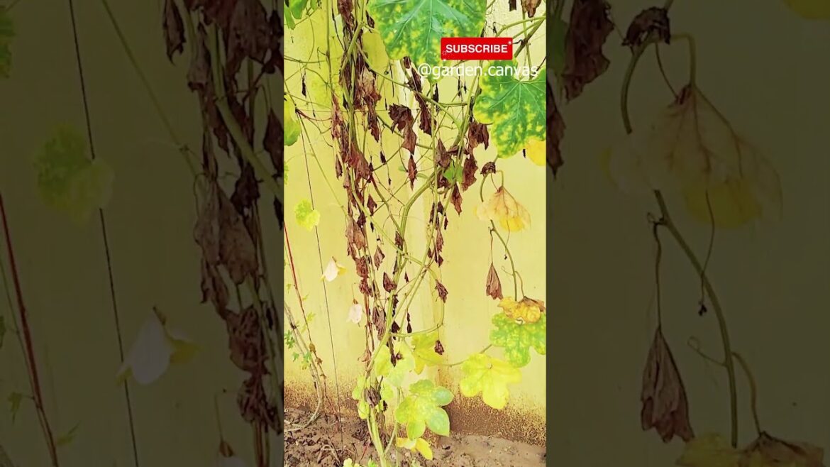 बेल वाली सब्जी के पौधे #shorts #gardening #gardeningtips #trending