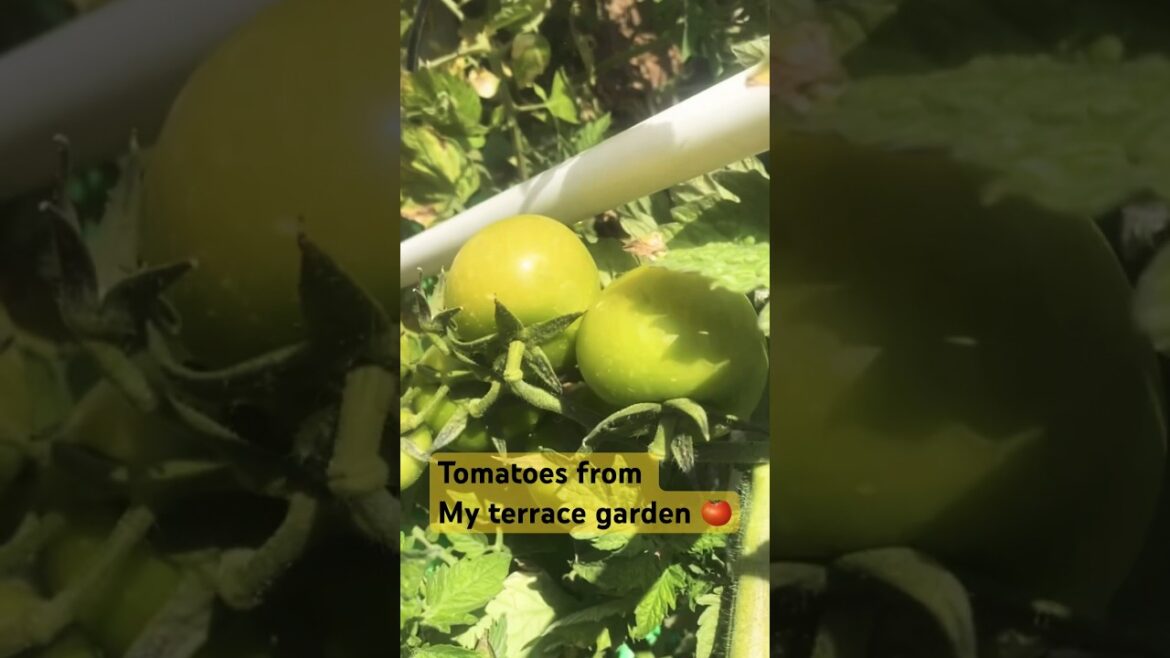 Tomatoes from my terrace garden! #gardening #vegetable #terracegardening #shorts