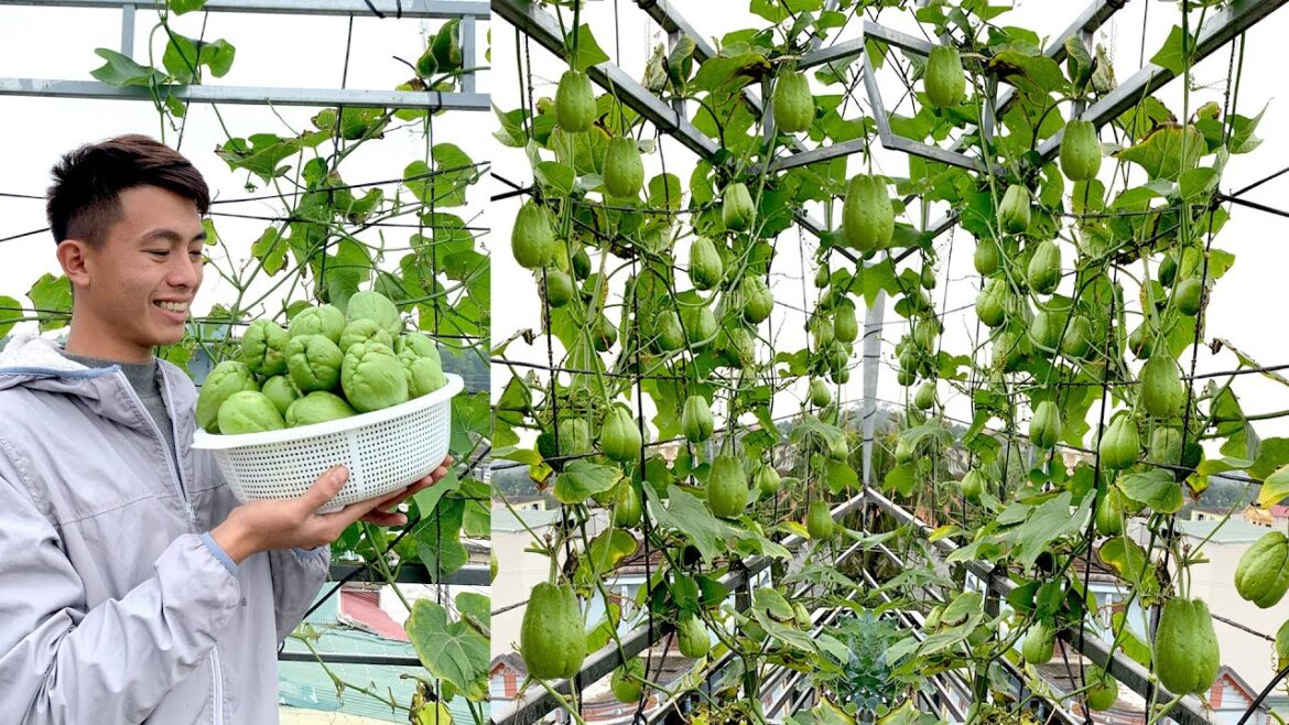 Growing Chayote on the terrace has a lot of fruit and continuous harvest