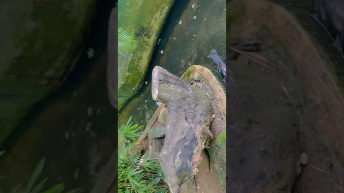 Zoological garden/What a amazing/Nature/