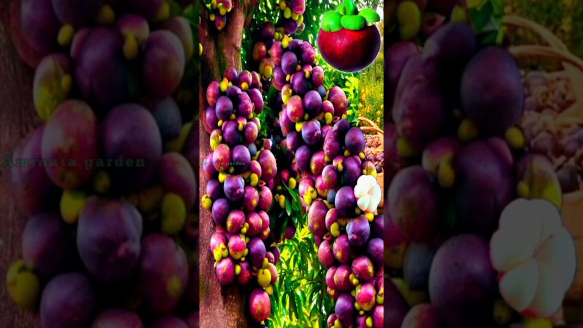 the best technique for planting and propagating mangosteen trees by stem cuttings.#growingfruits the best technique for planting and propagating mangosteen trees by stem cuttings.#growingfruits