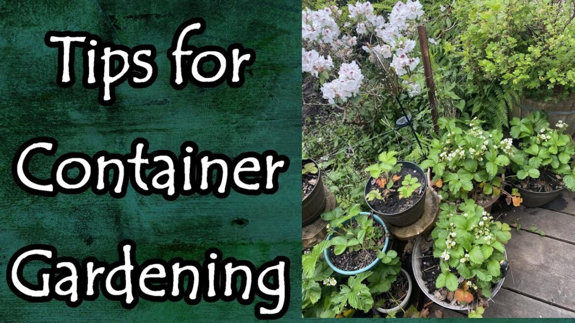 Tips for Container Gardening Tips for Container Gardening