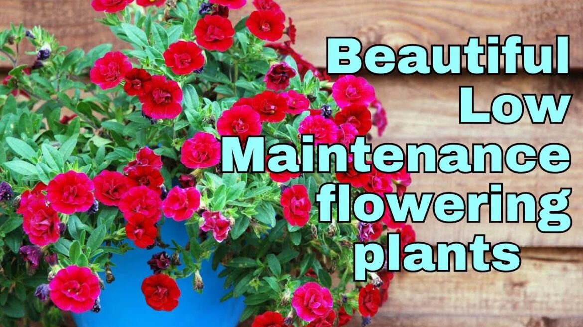Beautiful flowering plants that can grow without maintenance | Low maintenance balcony garden plants