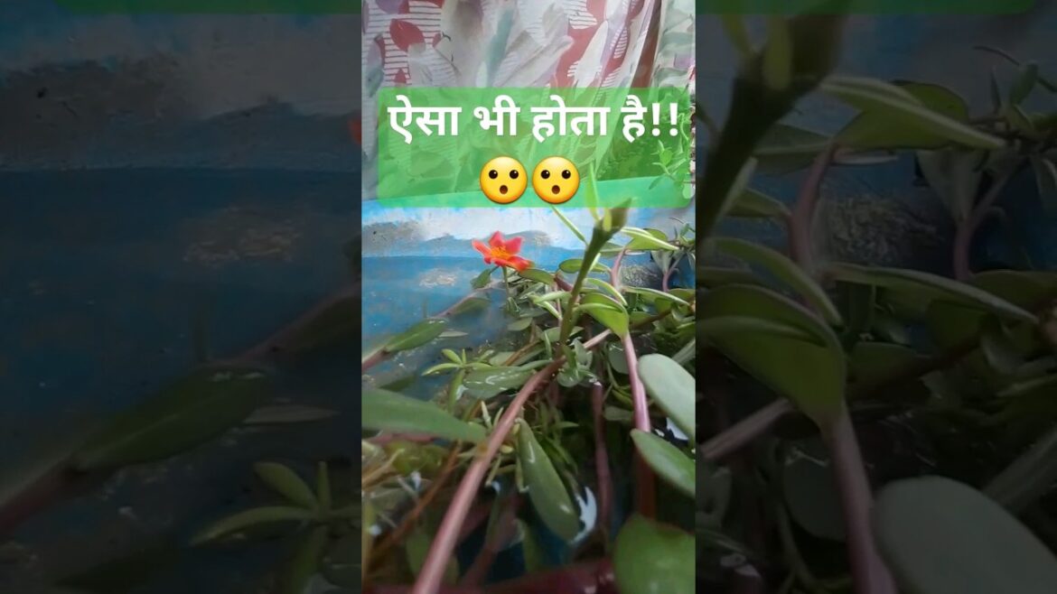 ๐ง!How come!๐ฎ๐ฎ |wild edible #youtubeshorts #nature #viral #shortsvideo #shortsfeed #trending #shorts ๐ง!How come!๐ฎ๐ฎ |wild edible #youtubeshorts #nature #viral #shortsvideo #shortsfeed #trending #shorts