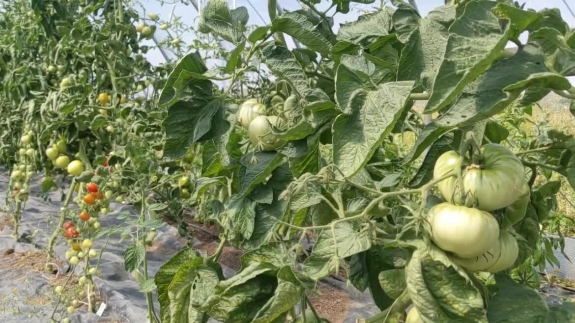 Local food challenge: Try to eat a Montana food every day in August