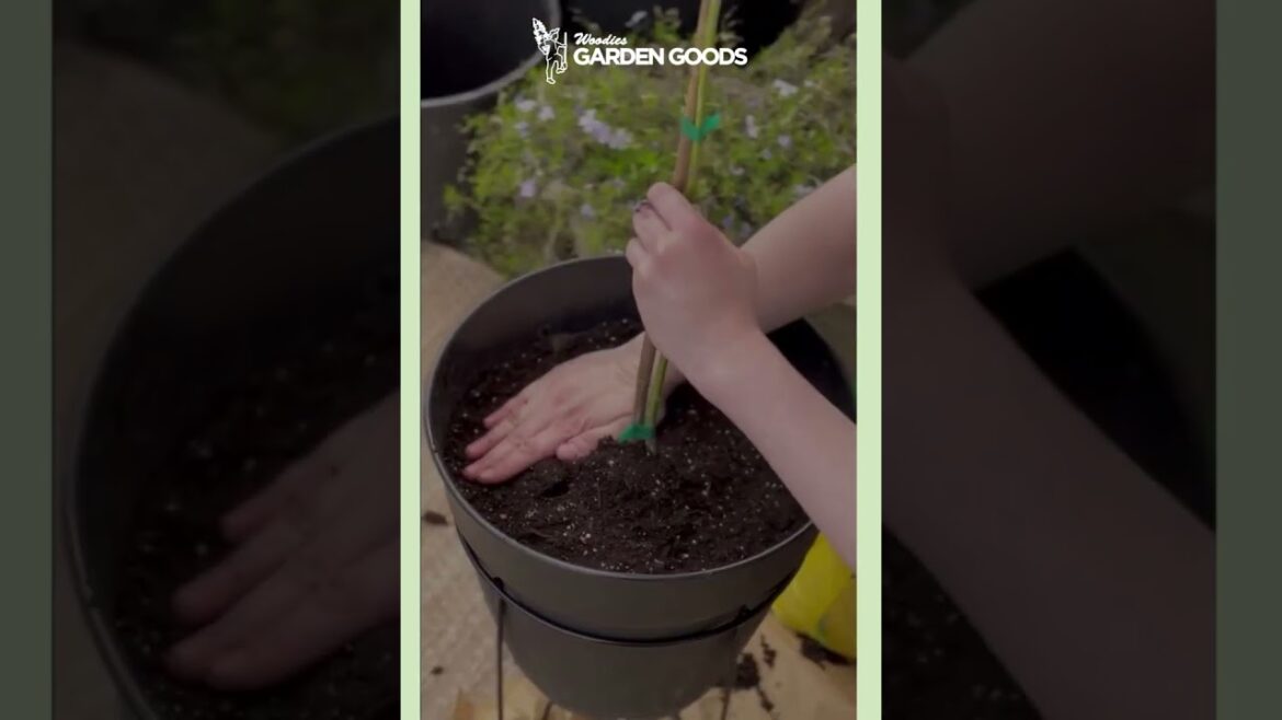 Influencer @so_juli x Garden Goods Direct Japanese Garden Collab