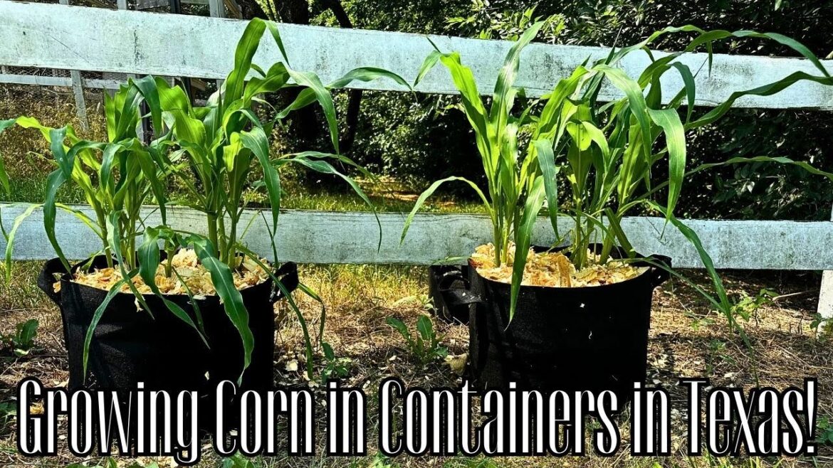 Growing CORN in Containers in TEXAS: Big Harvest for Small Spaces!