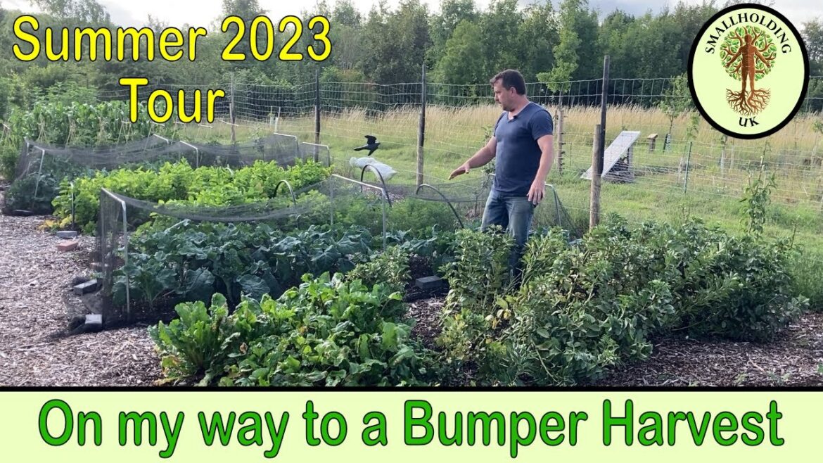 No Dig Vegetable Garden Summer Tour | Self Sufficiency No Dig Vegetable Garden Summer Tour | Self Sufficiency