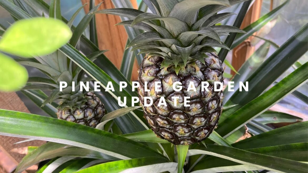 Witness the Bounty: Pineapple Garden's Spectacular Fruits Unveiled