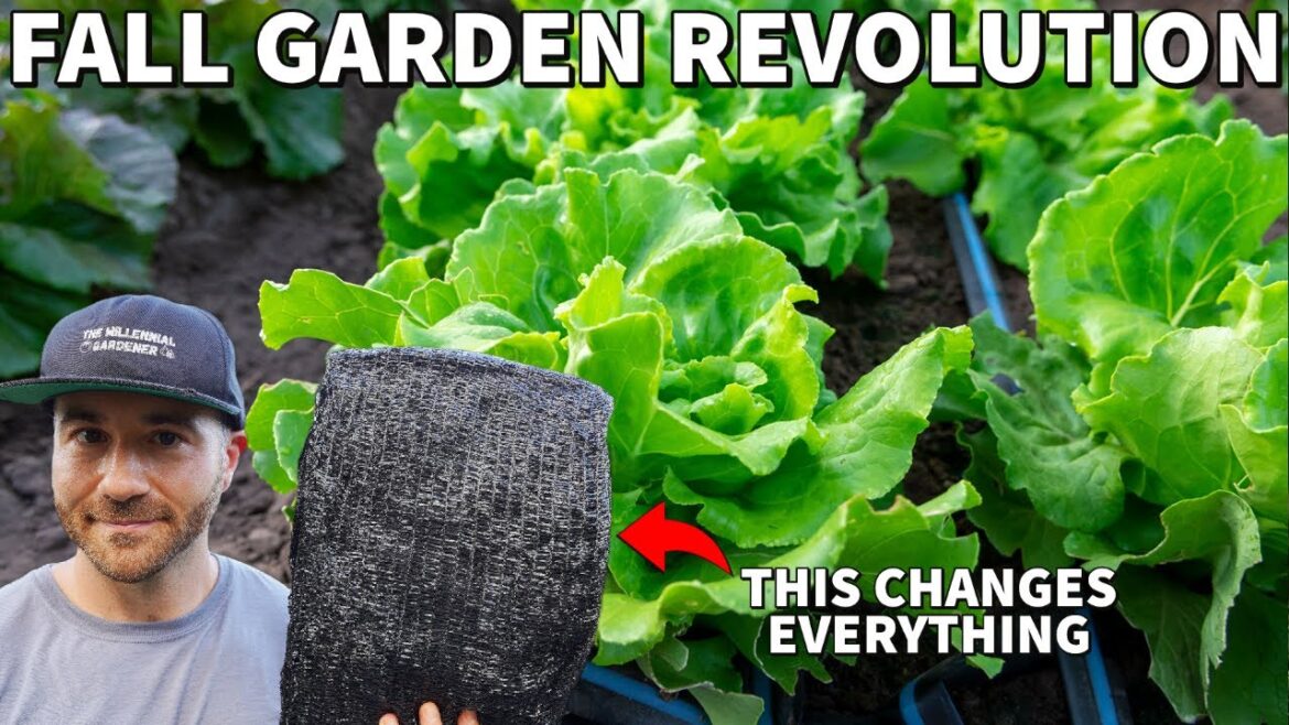 You’re Growing Fall Veggies WRONG! This Tip Revolutionizes Fall Gardening You're Growing Fall Veggies WRONG! This Tip Revolutionizes Fall Gardening
