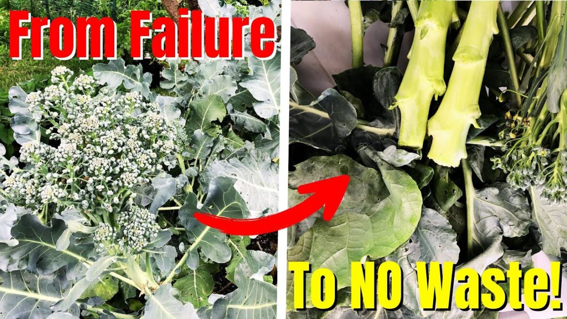 Turning Broccoli Failure Into Success! No Waste Harvest | Zone 5 Gardening