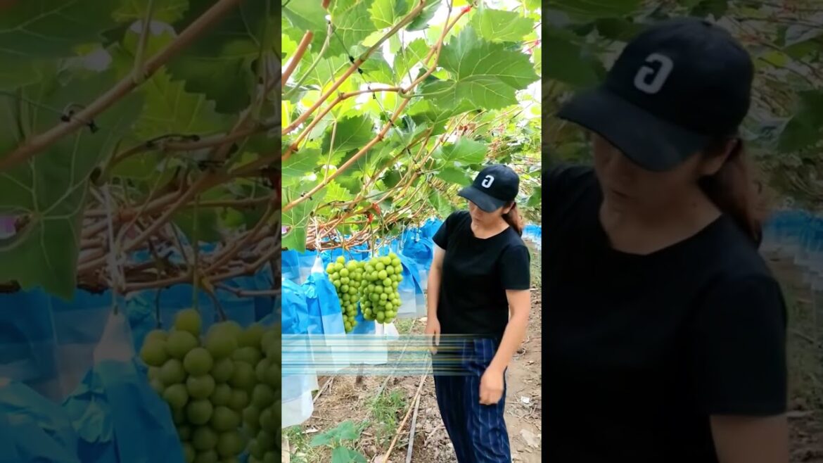 Shine Muscat farming #fruitgarden #farming #harvesting #gardening