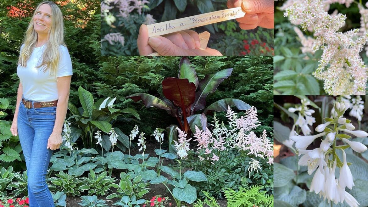 Endless Shade Garden Packed With 200 Perennials! Endless Shade Garden Packed With 200 Perennials!