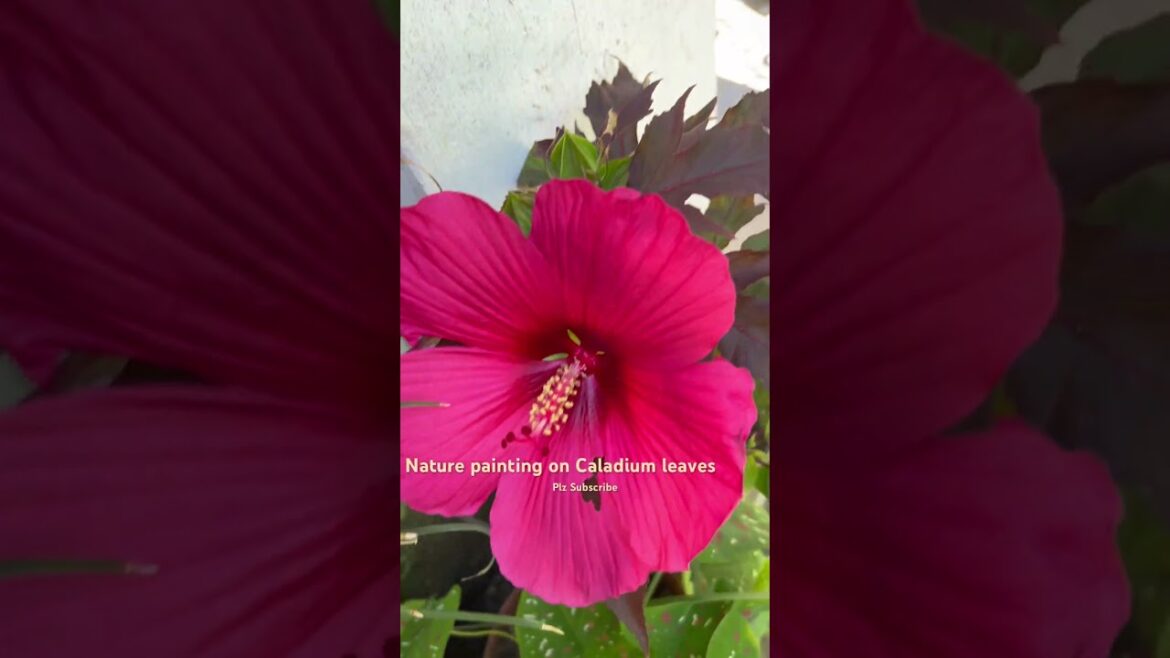 Pretty Leaf😘of #caladium  #shorts #ytshorts #garden  #plants #trending #millionview @Helpplants 196