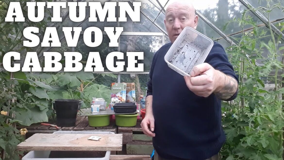 Sowing Autumn Savoy Cabbage [Gardening Allotment UK] [Grow Vegetables At Home ]