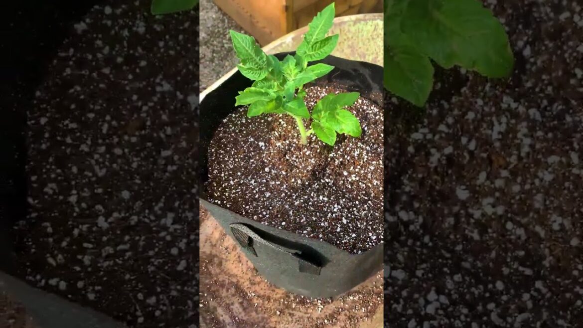 This potting mix has been our go to for many plants in containers, it helps reduce water usage.