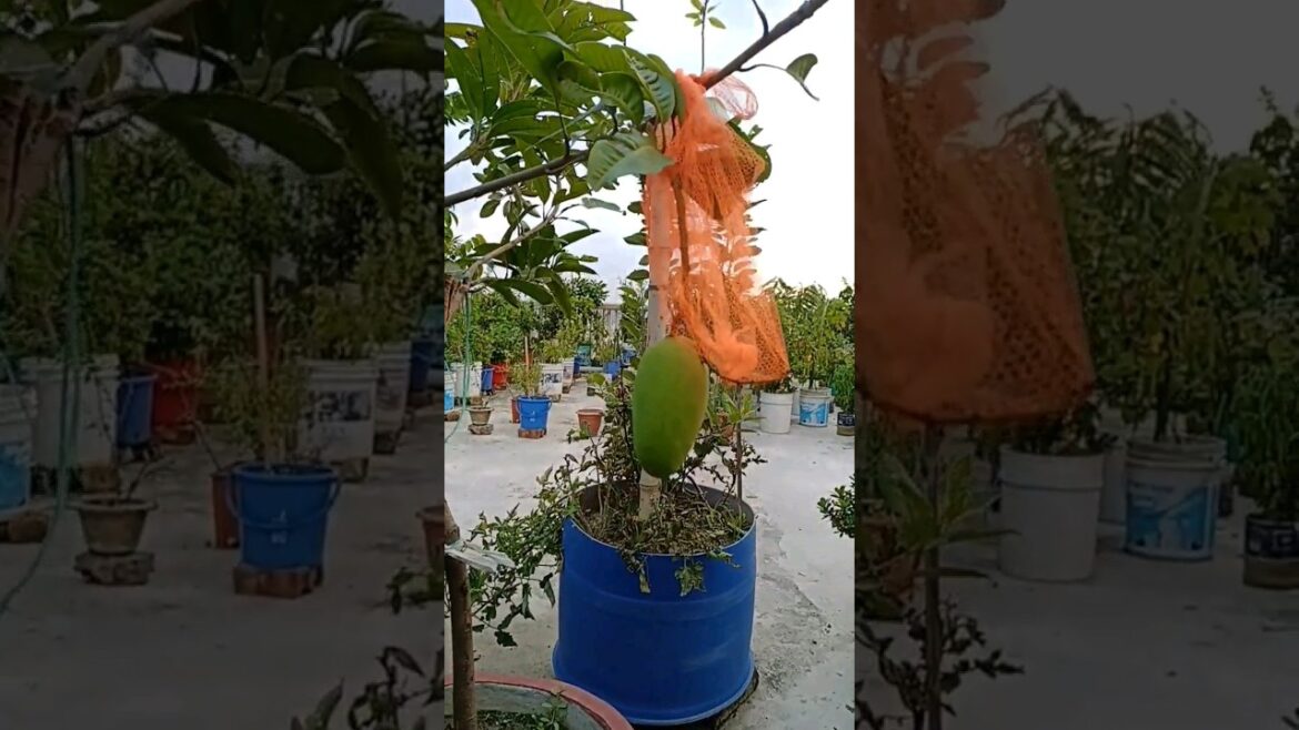 আম/Mango #ytshorts #trending #viral #gardening #shortvideo