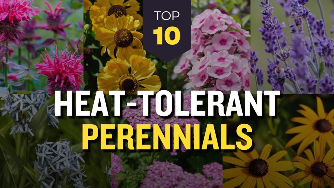 TOP 10 Heat Tolerant Perennials 🌞🌺 Spring and Fall Planting 🌅🌷