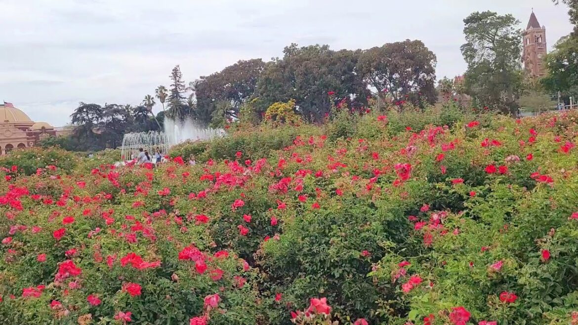 Walking tour of the Rose Garden at Exposition Park in Los Angeles California