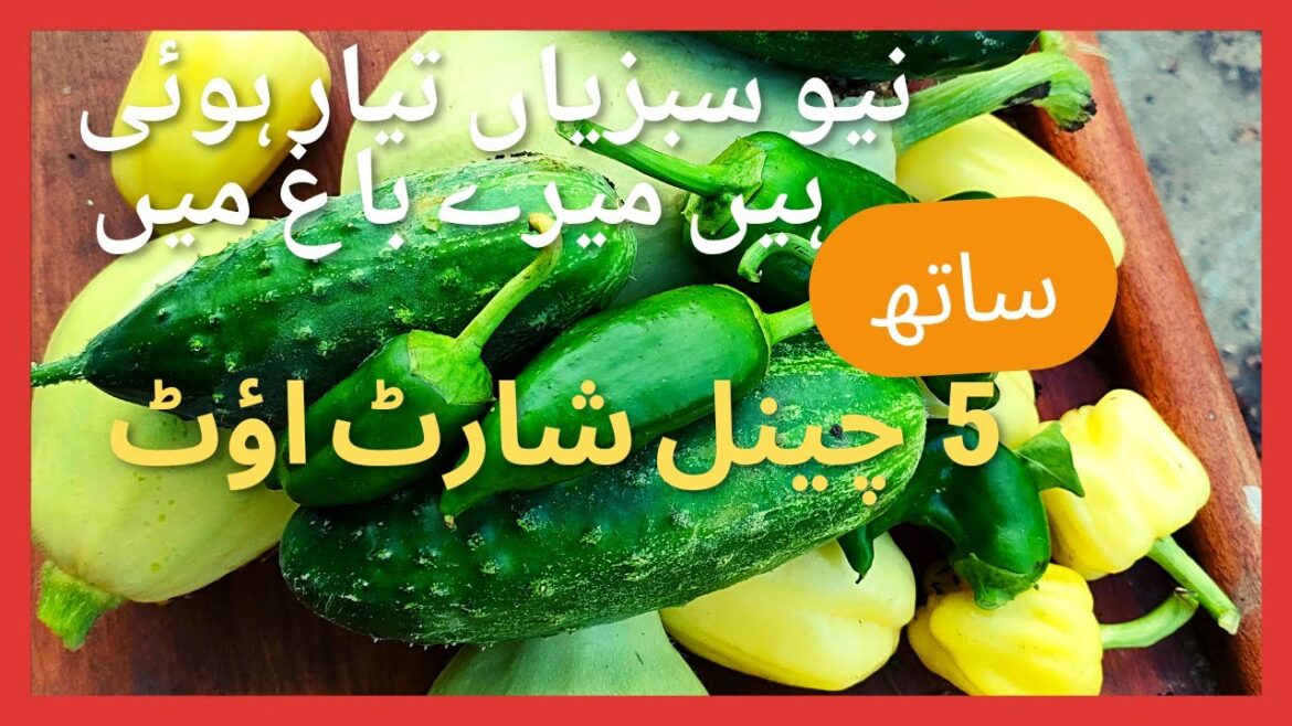 New vegetables are ready in my garden|5 channel shotout by Rp's kitchen& garden@786