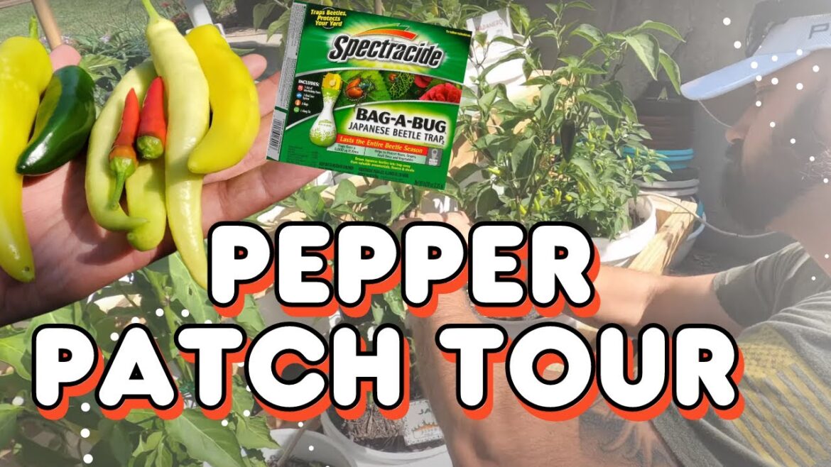 GARDEN TIPS FOR VEGETABLES 🌶️ & Trying Japanese Beetles Traps