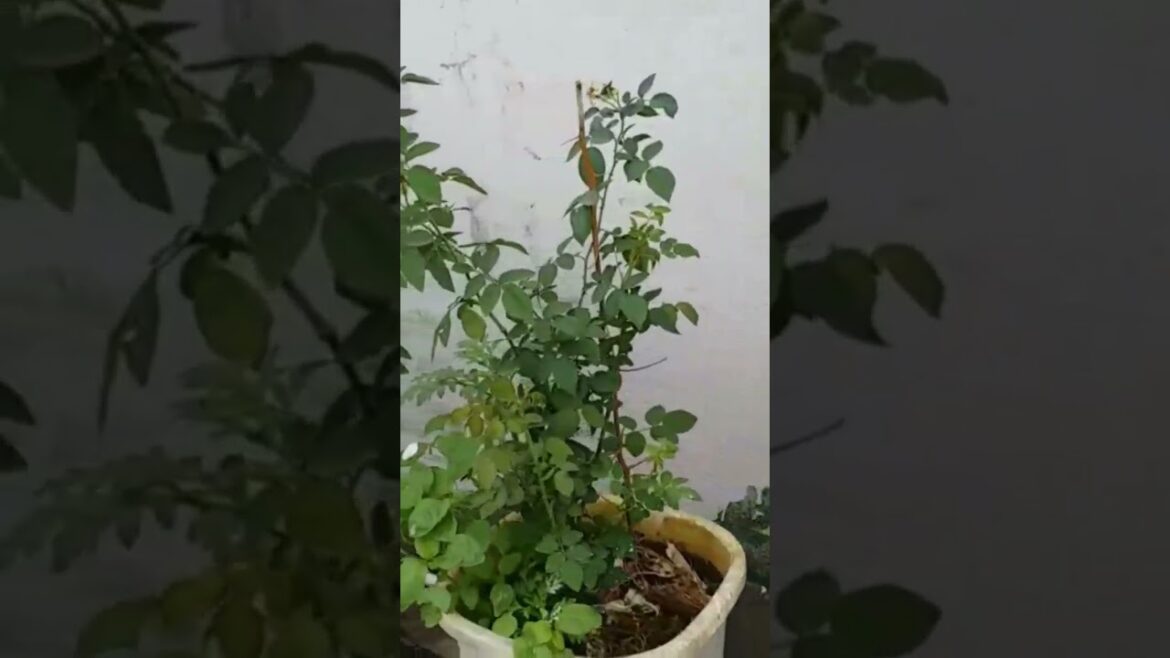 #gardening #gardeningtips #tamil #terracegarden #homegarden #plants #flowers #rose