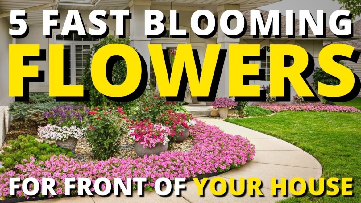 5 Fast Blooming Flowers for Front of Your House 🏡