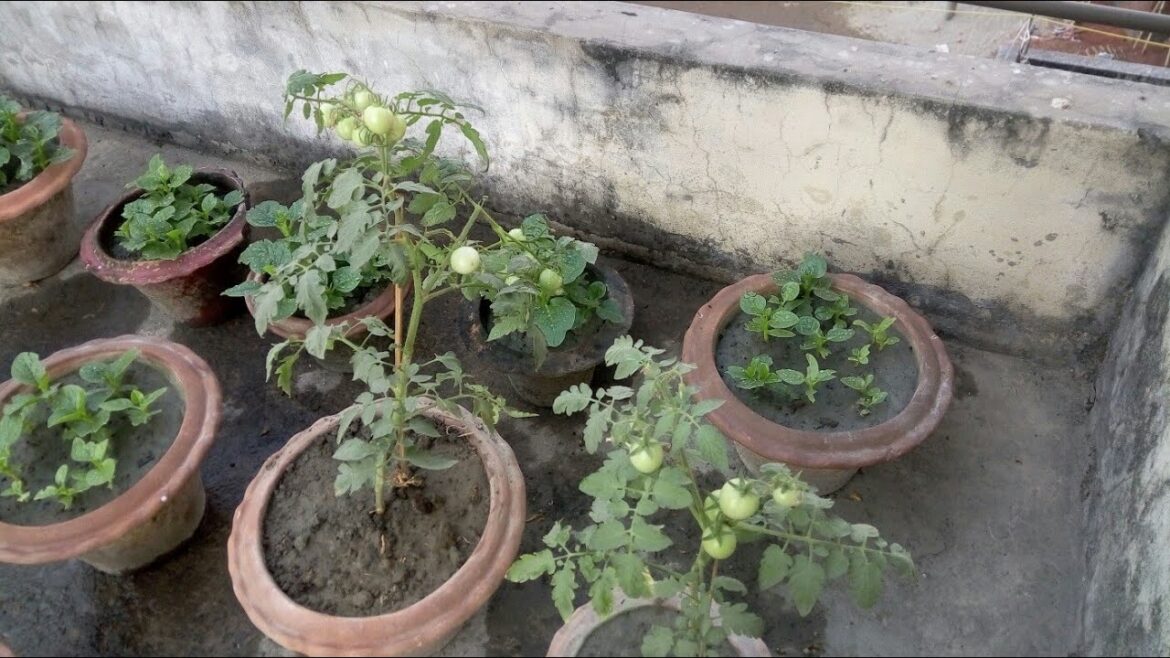 How to Make a Garden on Rooftop DIY