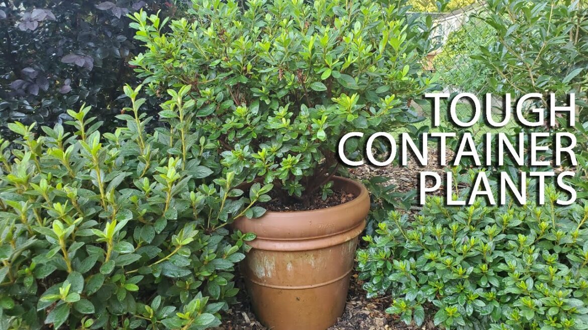 Tough Container Plants – Southern Living Plant Collection Tough Container Plants - Southern Living Plant Collection
