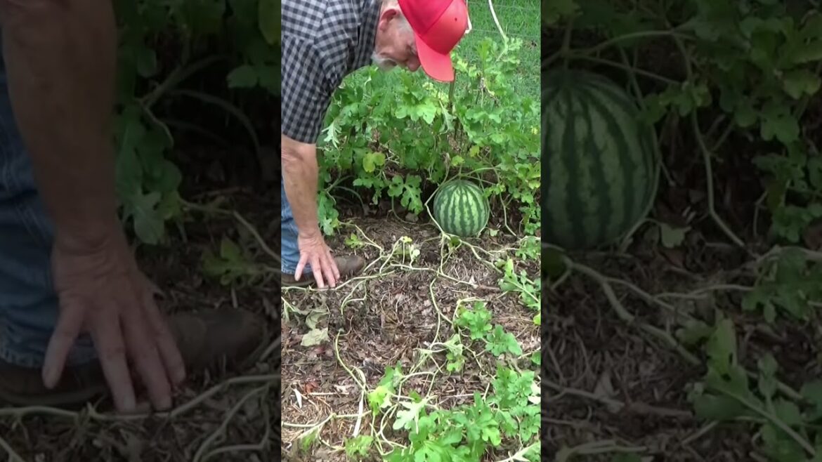 Squash and watermelon #garden #mulch #shorts Squash and watermelon #garden #mulch #shorts