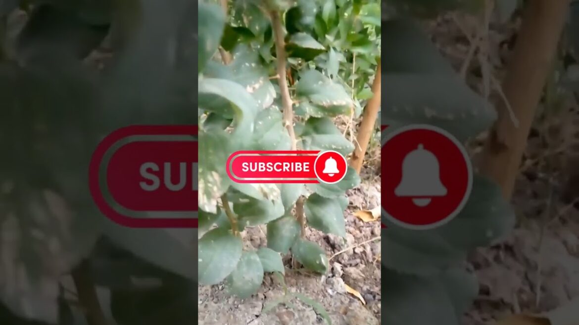 Gardening ideas | gardening tips | How to growth bhar