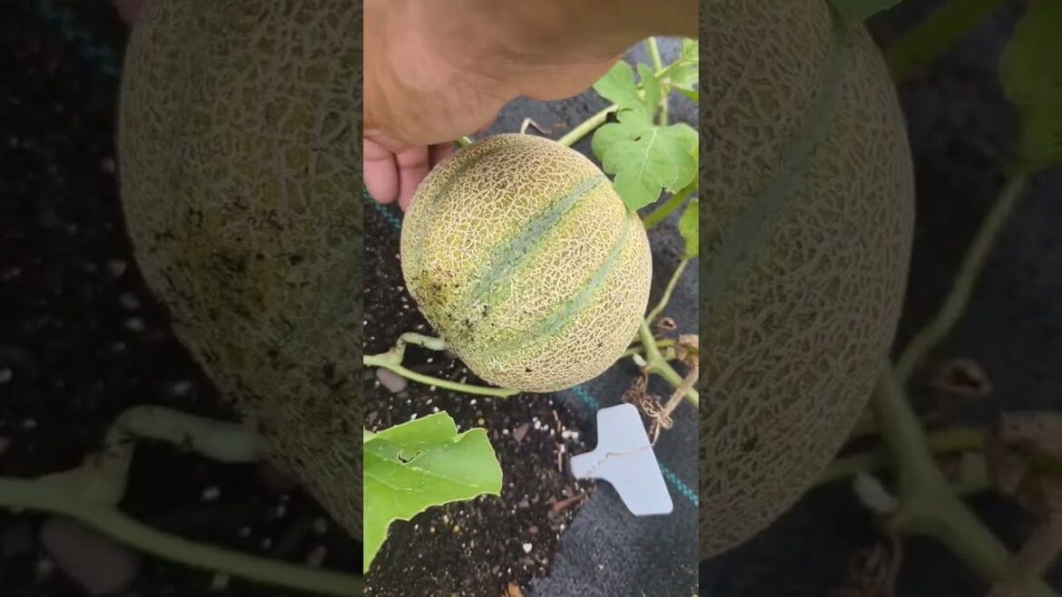 Tips for harvesting a juicy cantaloupe π #shorts #garden Tips for harvesting a juicy cantaloupe π #shorts #garden