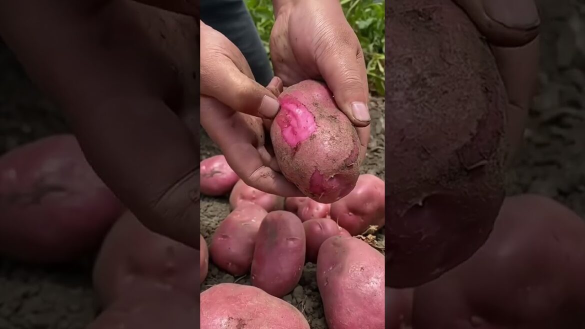 Enjoy Beautiful Nature With Rural Life # 49 |Digging Fresh Potatoes farm | #satisfying #short